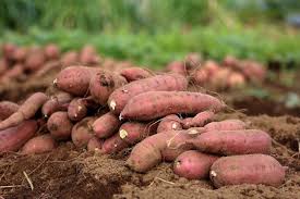 Sweet Potato Cultivation in India