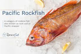 what is pacific rockfish