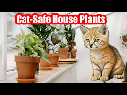 Cat Safe House Plants 12 Beautiful