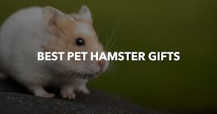 best s for hamsters 2023 techtekk