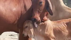 The brahman cattle is a very popular breed in it's native area and some other countries around the world. Brahman Beef2live Eat Beef Live Better