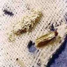 carpet moth treatment at best in