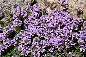 purple carpet creeping thyme thymus