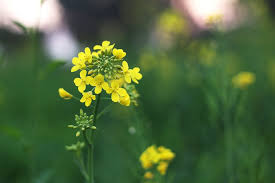 Mustard Flowers Much More Than A Pretty Bloom