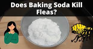 does baking soda kill fleas yes if