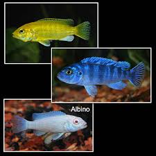 Tropical Fish For Freshwater Aquariums Mbuna Mixed Cichlid