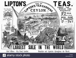 lipton tea factory ceylon - Google Search | Lipton tea, Lipton, Tea