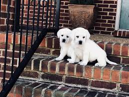 English lab puppy family loved labs has puppies for sale on akc puppyfinder. Snow White Lab Breeders Polar Bear Labs For Sale At Twin Ponds Labradors