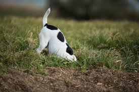 Dog Digging Images Browse 2 900 Stock