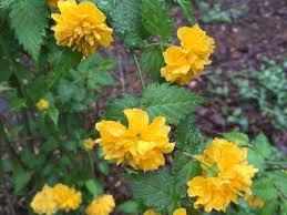 It's spring, and it's time to start thinking about the garden again! Help Identifying Vine W Yellow Flowers