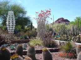 desert botanical garden