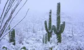 Cacti are primarily found in the warmer regions of north and south america, but several have made their way up even into canada. Cold Hardy Cacti Which 10 Species Survive The Cold