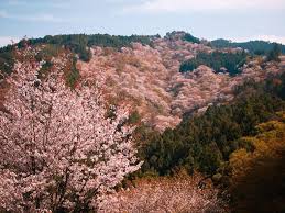 cherry blossoms bloom in an