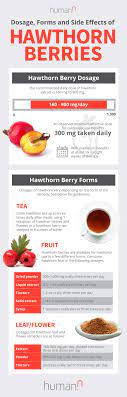 the top 5 hawthorn berry benefits plus