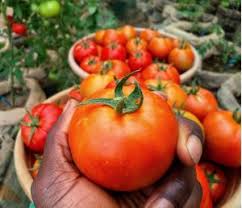 nutrient management tomato plants