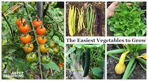 the easiest vegetables to grow in