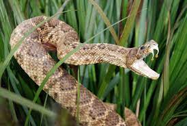 Die giftigsten schlangen der welt welt der wunder tv : Rangliste Das Sind Die 10 Gefahrlichsten Schlangen Der Welt