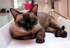 Adopt black cats & siamese cats. How The Siamese Cat Rescue Organization Is Rehoming Cats Lovetoknow