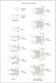 Teeth Eruption Chart Childrens Dentistry