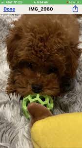 apricot red poodle puppies in nyc at