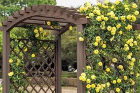 the 12 best climbing roses for your