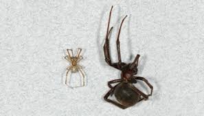 They are irregularly shaped, with stronger, thicker looking threads, and will almost never be in a if there is a spider web out a second story window, chances are good that it does not belong to a black widow. How To Identify Brown Widow Spiders Center For Invasive Species Research