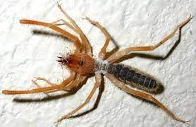 They will often tolerate the pain for the pleasure of eating the cacti and would move the material very i assume you mean how are camels capable of eating cactus. Camel Spider Description Habitat Image Diet And Interesting Facts