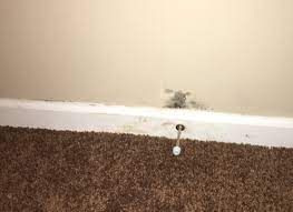 What Is Black Mold Health