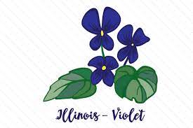 state flower illinois violet archivo