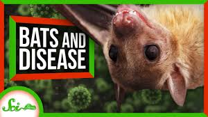 why bats carry deadly diseases you