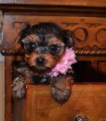 We did not find results for: Micro Extra Tiny Teacup Yorkie Puppies For Sale In Philadelphia Pennsylvania Classified Americanlisted Com