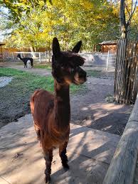 see the real llama llama red pajama