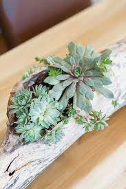 A succulent centerpieces like this are very simple to put together the topic 'diy succulent centerpieces' is closed to new replies. Diy Driftwood Succulent Centerpiece Jessica Brigham