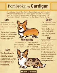How To Breed Welsh Corgis Best Practices In Corgi Breeding