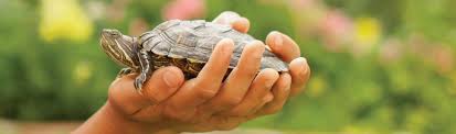 This turtle requires fresh, clean drinking water daily since box turtles tend to defecate in their water. Turtle Fun Facts Petco