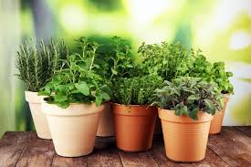 Herbs That You Can Grow Indoors Kids