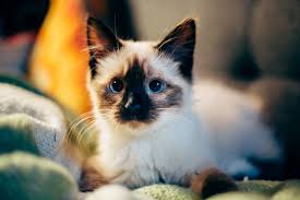 Pictures include breeds such as persian it won't take you nine lives to find purrfect cat pictures. Cute Photos Of Cats And Kittens Popsugar Family