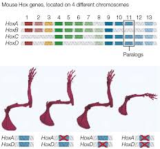 homeotic genes and body patterns
