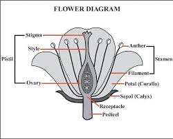 ignment structure of flowers