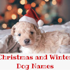 Read ✎ christmas usernames from the story ↳ aesthetic, tumblr, & wattpad username ideas *book 2* 2018 **completed** by y2kangelz (— leхιe ♡) with 2570 . 200 Christmas And Winter Names For Dogs Pethelpful