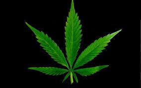 weed leaf wallpapers top free weed