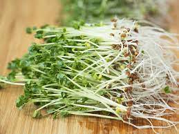 what are broccoli sprouts nutrients