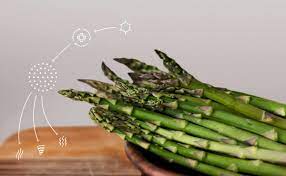 asparagus odor ancestrydna traits