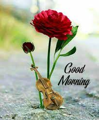 So check out the best collection of images of good morning and latest gud mrng flower pictures. Good Morning Images For Whatsapp Good Morning Photo Hd Download Good Morning Images Good Morning Whatsapp Pics Mixing Images