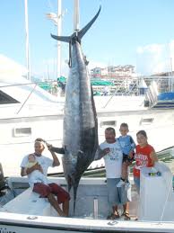 Yellowfin Tuna And Black Marlin Have Finally Arrived