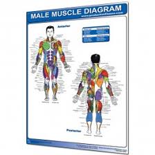 Male Muscle Diagram Chart