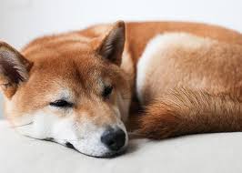 The shiba inu is a breed of dog native to japan. Doge What S It Like To Own A Shiba Inu