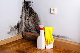 solved what kills mold in the home