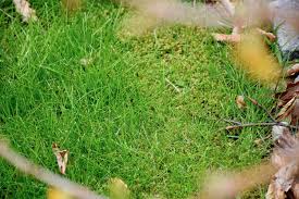 Dabei muss man die kleinen nützlinge viele sehen ameisen als nützlinge an, da sie die erde im garten umschichten und auflockern, pflanzliche abfälle entsorgen, pflanzensamen. Einzigartig 42 Fur Rote Ameisen Im Garten Ameisen Im Garten Rote Ameisen Was Hilft Gegen Ameisen