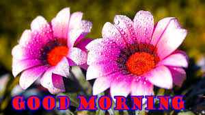 good morning flowers wallpapers